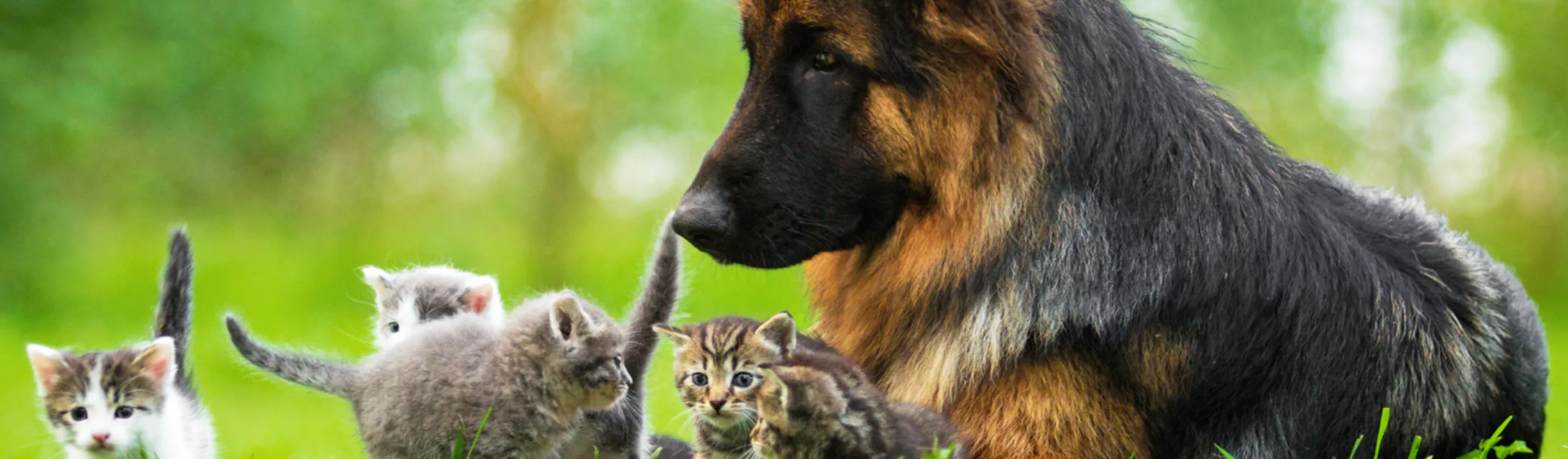 Dog playing with cats in grass